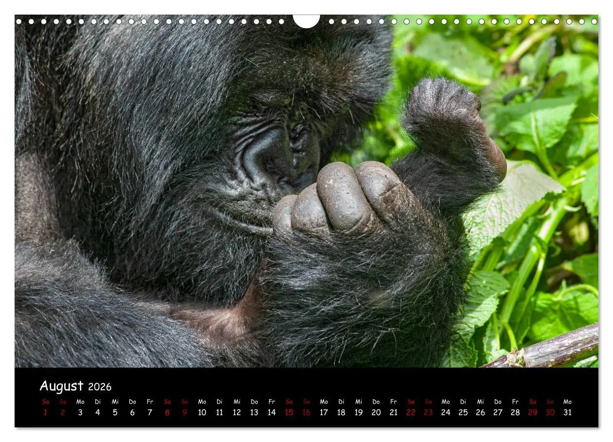 Bild: 9783457687888 | Berggorillas: die bedrohten Riesen (Wandkalender 2026 DIN A3 quer),...