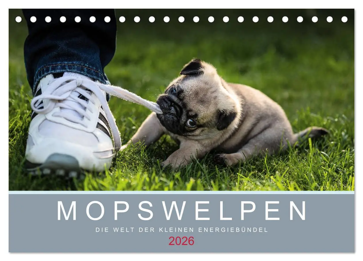 Cover: 9783457757888 | Mopswelpen (Tischkalender 2026 DIN A5 quer), CALVENDO Monatskalender