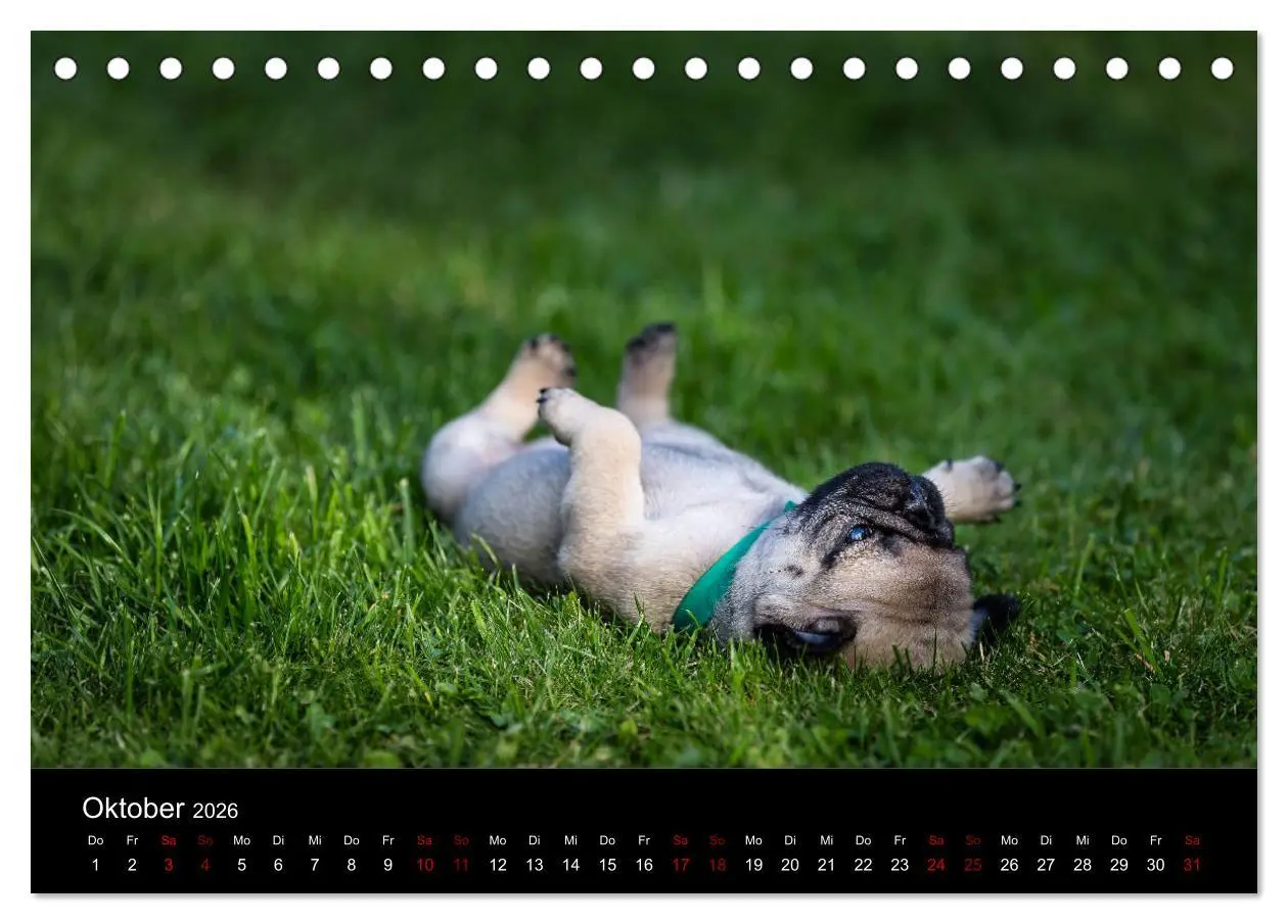 Bild: 9783457757888 | Mopswelpen (Tischkalender 2026 DIN A5 quer), CALVENDO Monatskalender