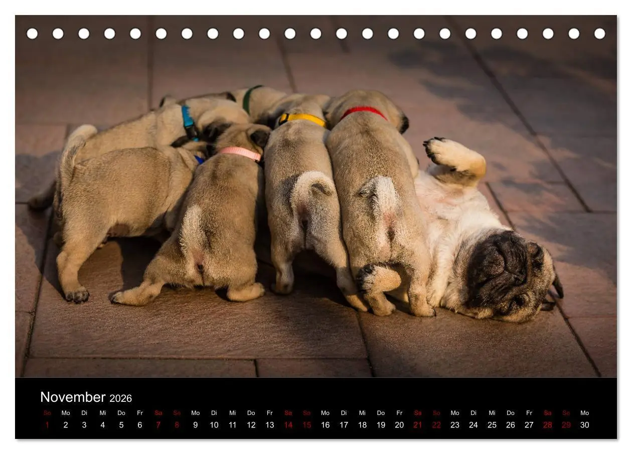 Bild: 9783457757888 | Mopswelpen (Tischkalender 2026 DIN A5 quer), CALVENDO Monatskalender