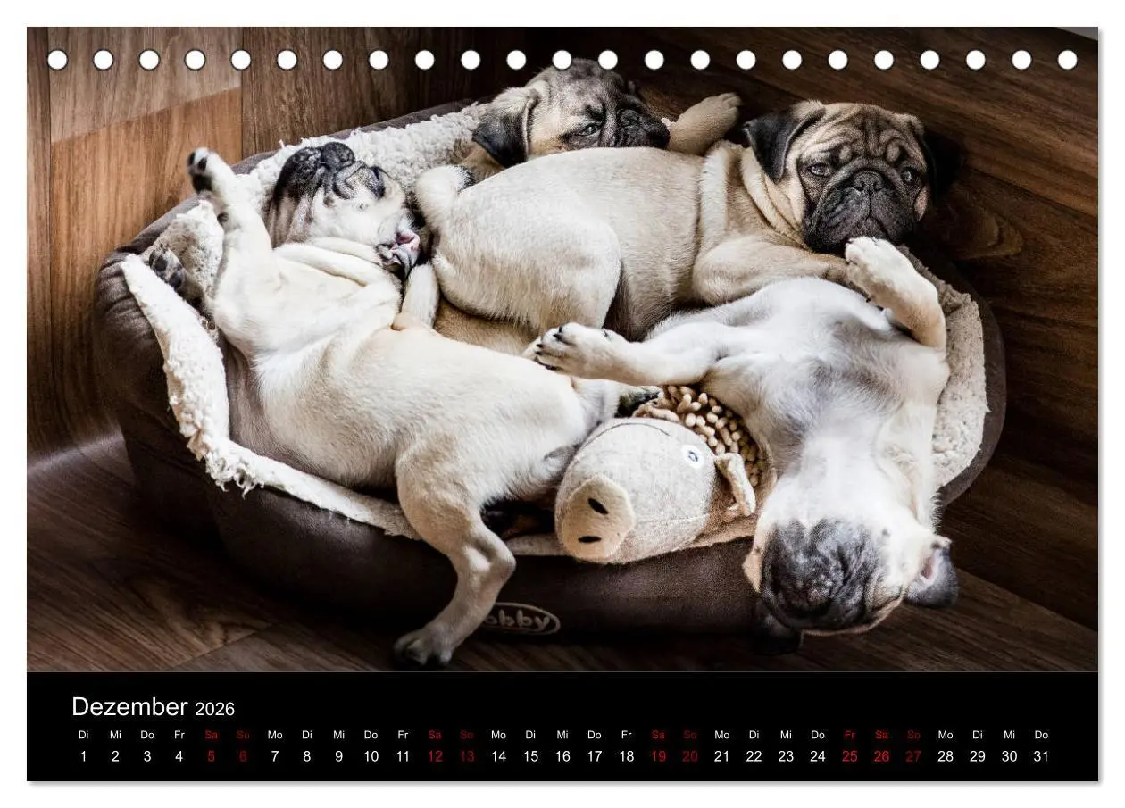 Bild: 9783457757888 | Mopswelpen (Tischkalender 2026 DIN A5 quer), CALVENDO Monatskalender