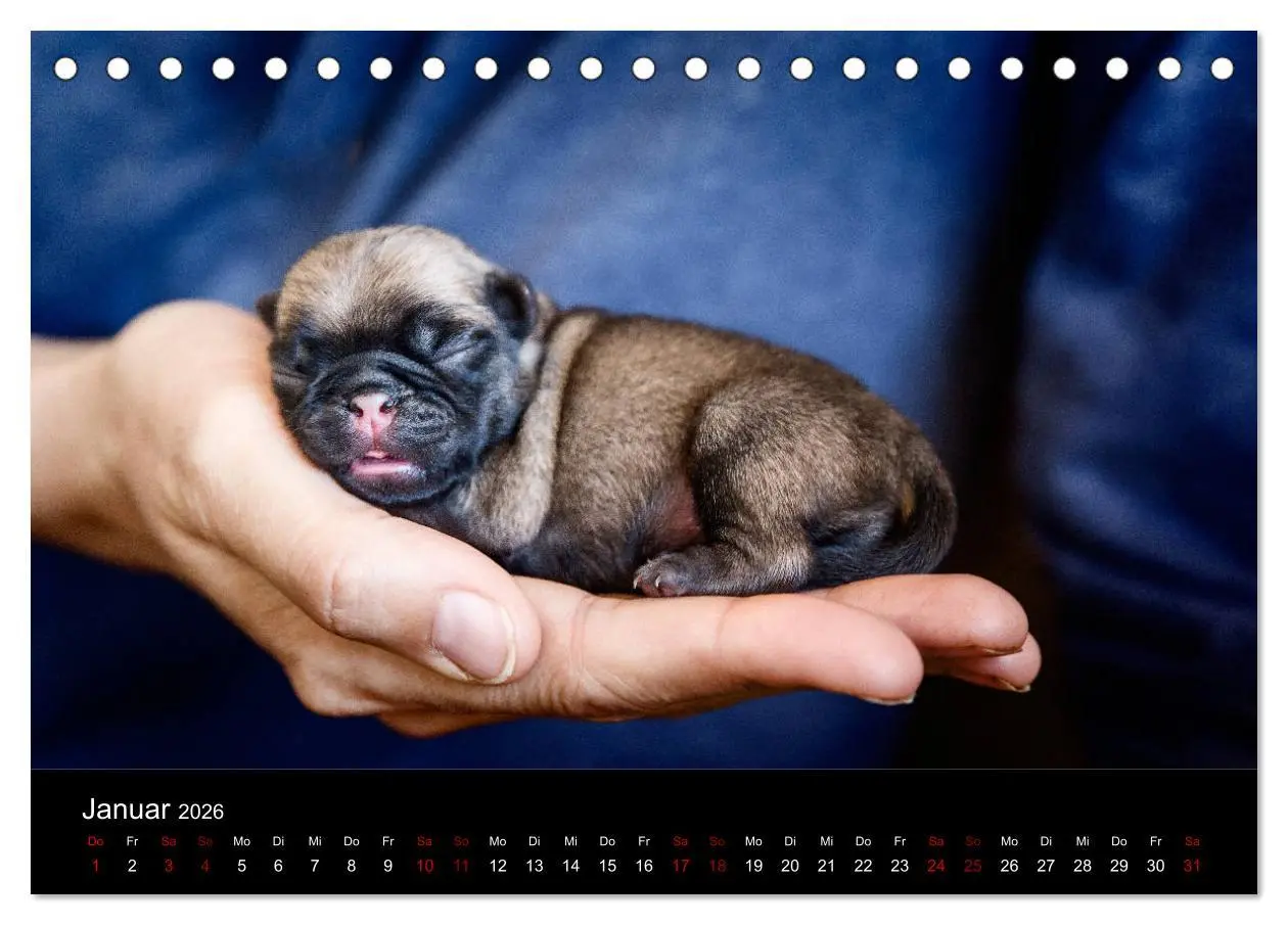 Bild: 9783457757888 | Mopswelpen (Tischkalender 2026 DIN A5 quer), CALVENDO Monatskalender