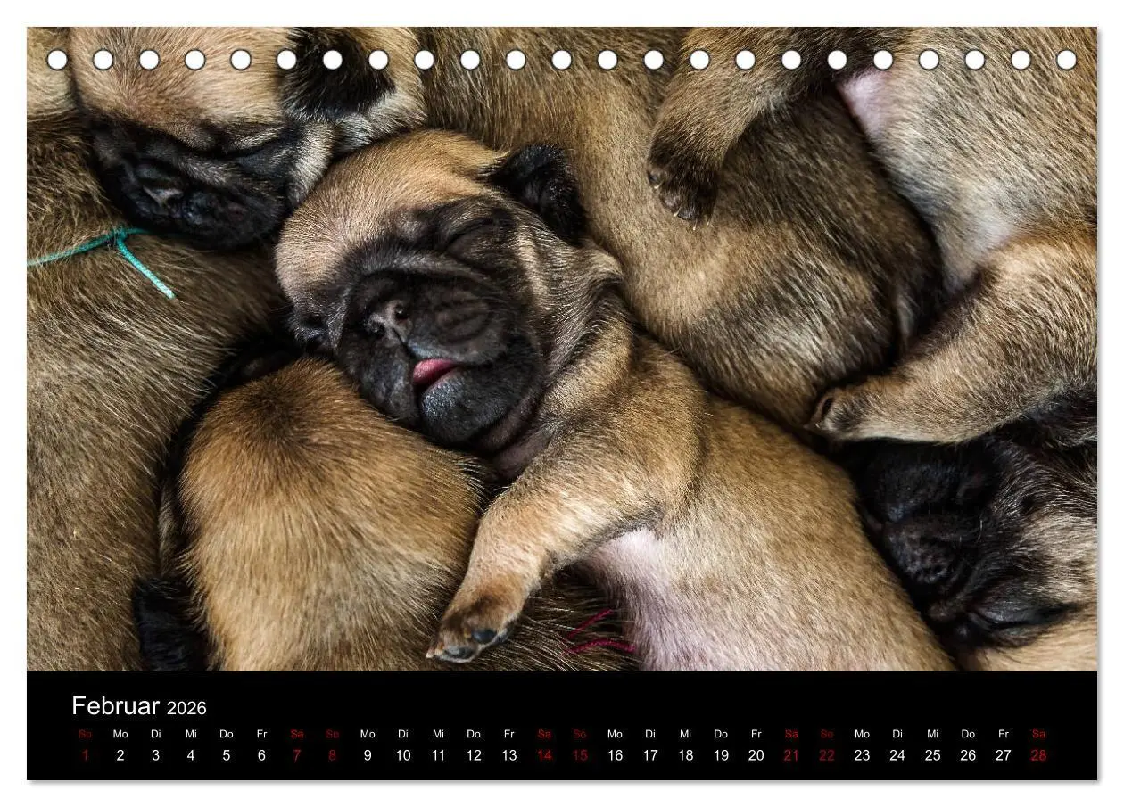 Bild: 9783457757888 | Mopswelpen (Tischkalender 2026 DIN A5 quer), CALVENDO Monatskalender