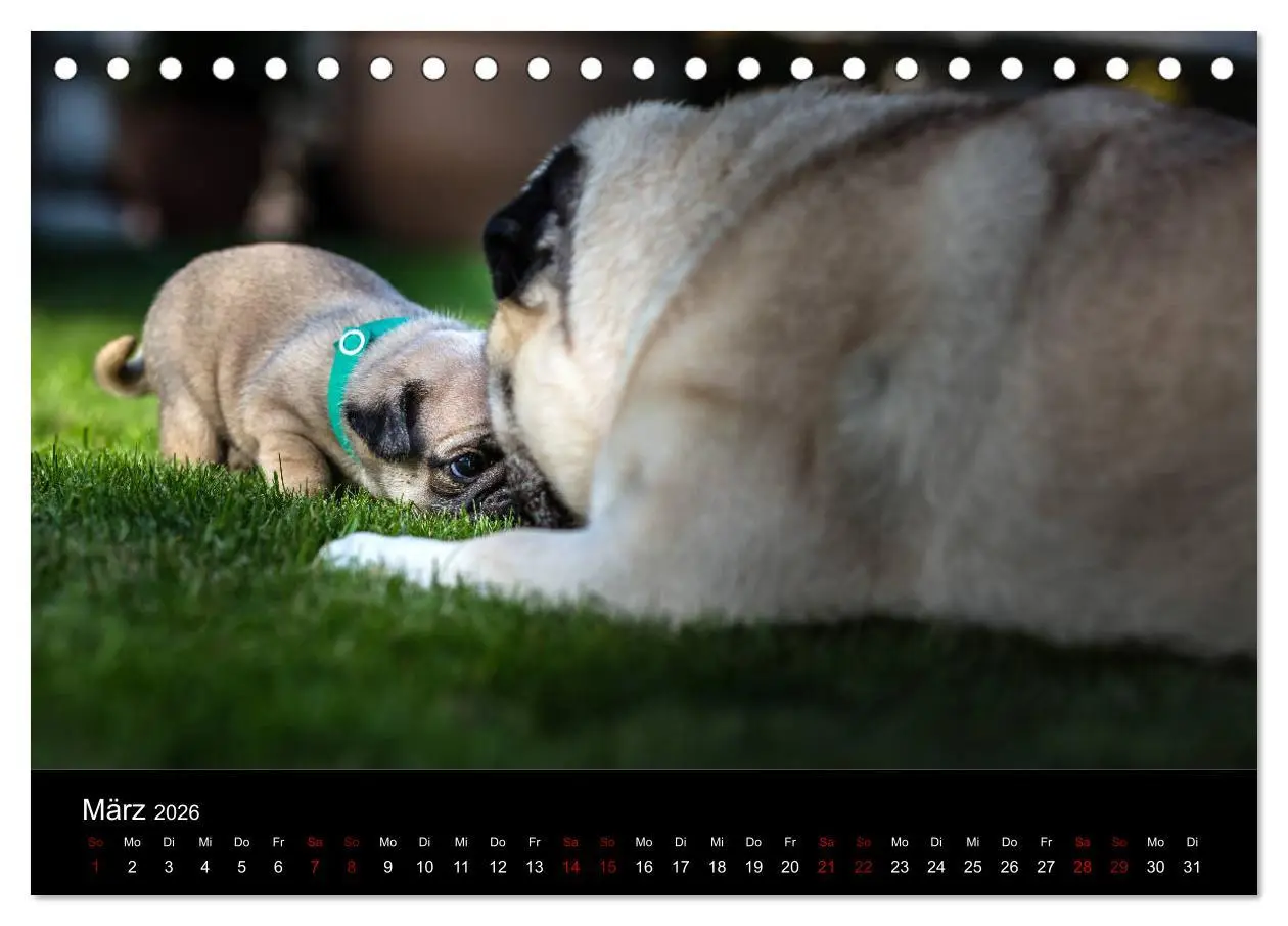 Bild: 9783457757888 | Mopswelpen (Tischkalender 2026 DIN A5 quer), CALVENDO Monatskalender