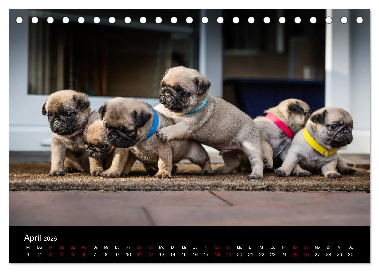 Bild: 9783457757888 | Mopswelpen (Tischkalender 2026 DIN A5 quer), CALVENDO Monatskalender