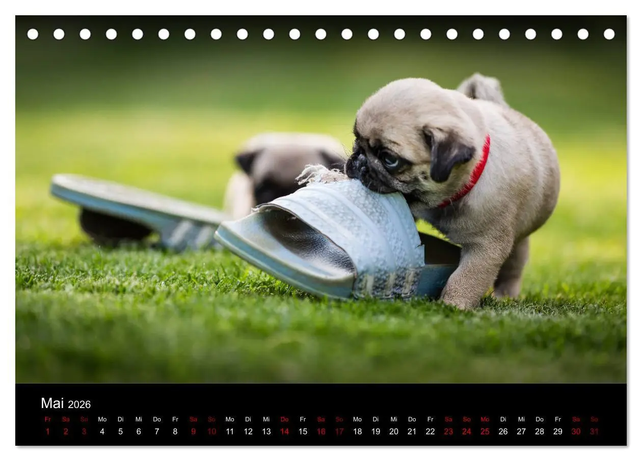 Bild: 9783457757888 | Mopswelpen (Tischkalender 2026 DIN A5 quer), CALVENDO Monatskalender