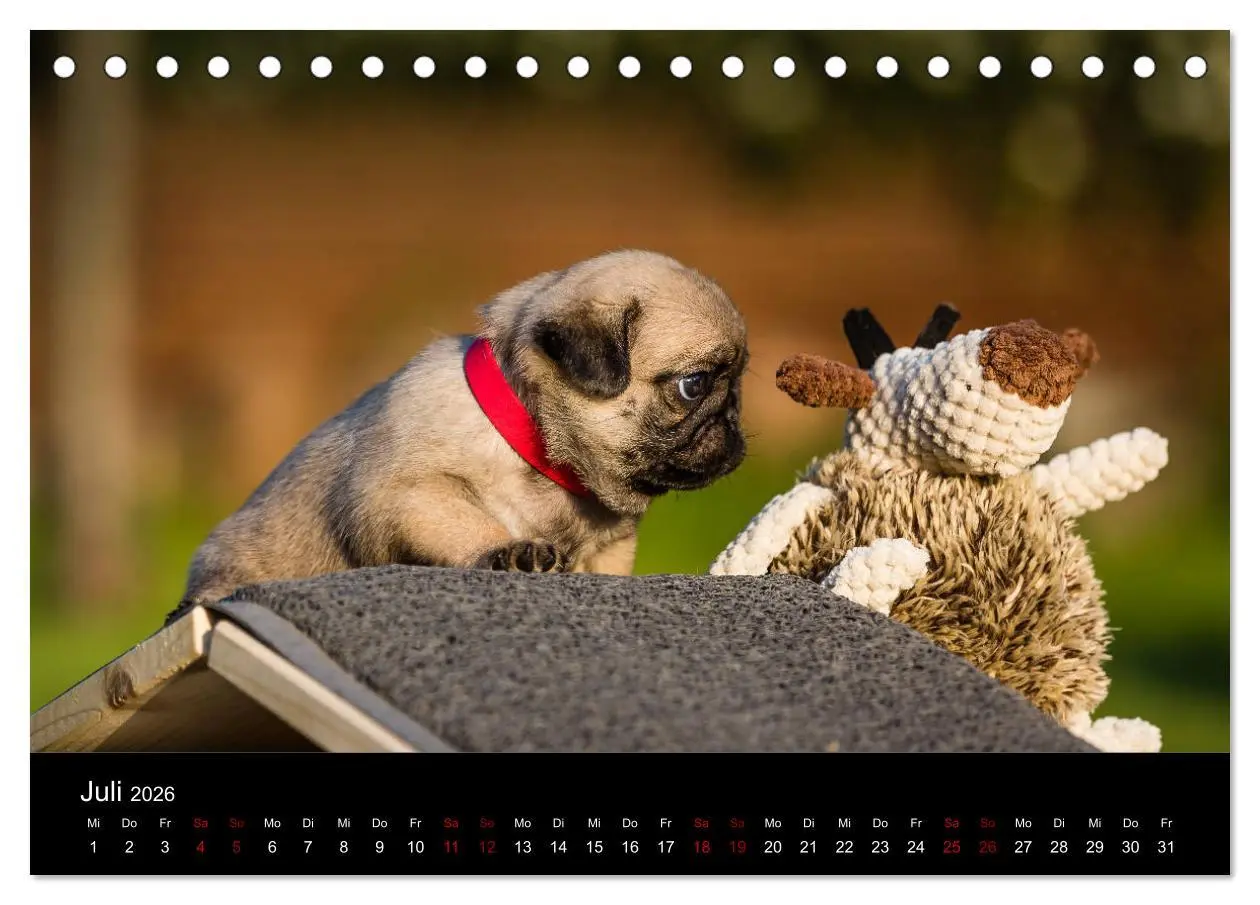 Bild: 9783457757888 | Mopswelpen (Tischkalender 2026 DIN A5 quer), CALVENDO Monatskalender