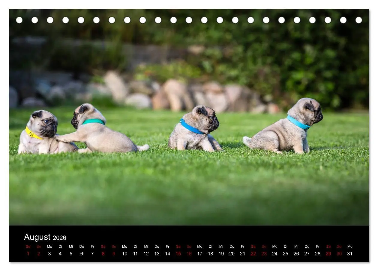 Bild: 9783457757888 | Mopswelpen (Tischkalender 2026 DIN A5 quer), CALVENDO Monatskalender