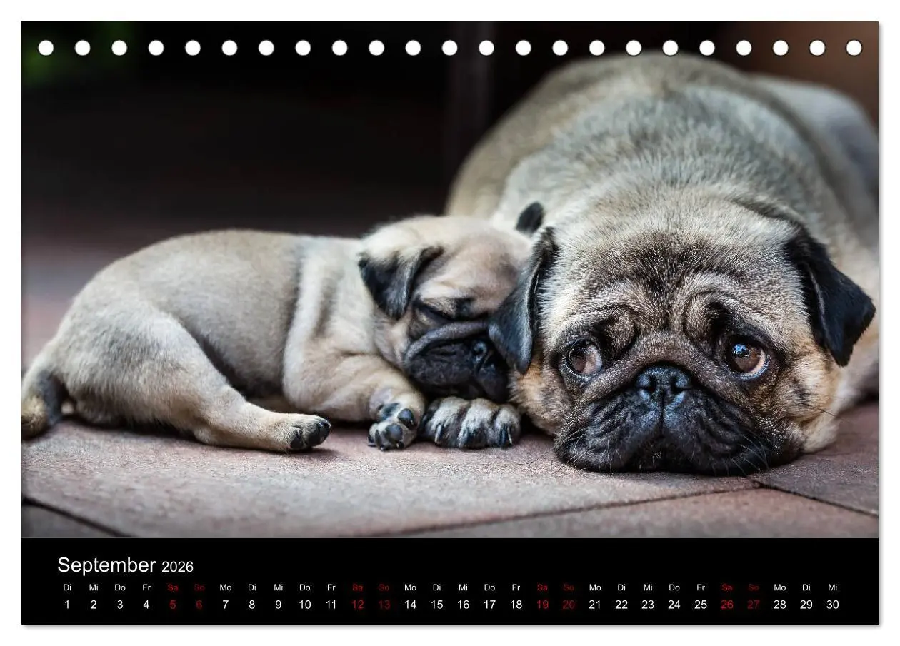 Bild: 9783457757888 | Mopswelpen (Tischkalender 2026 DIN A5 quer), CALVENDO Monatskalender
