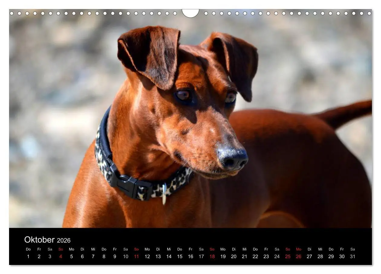 Bild: 9783516087888 | Deutscher Pinscher (Wandkalender 2026 DIN A3 quer), CALVENDO...