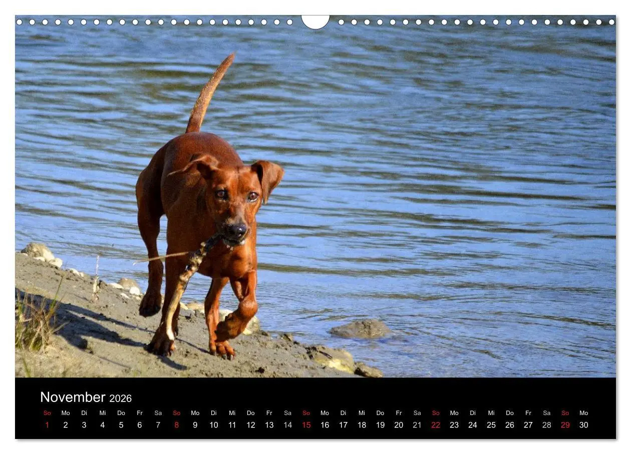 Bild: 9783516087888 | Deutscher Pinscher (Wandkalender 2026 DIN A3 quer), CALVENDO...