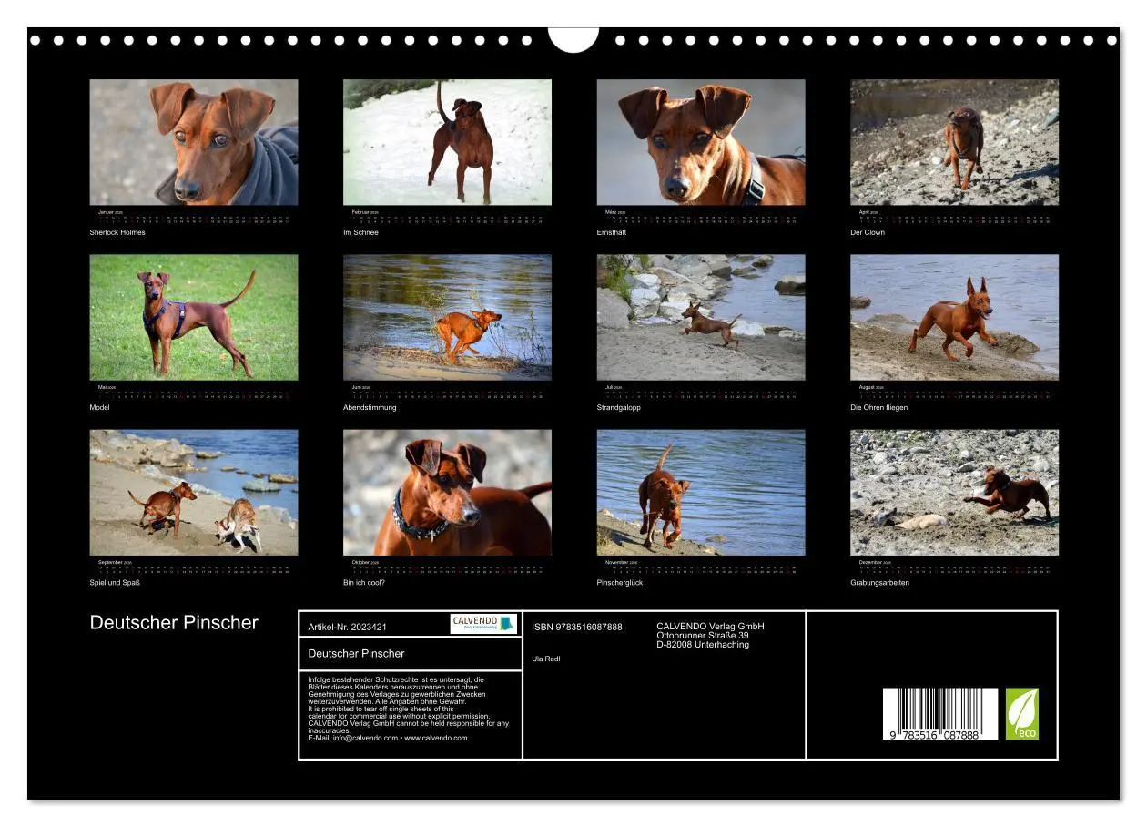 Bild: 9783516087888 | Deutscher Pinscher (Wandkalender 2026 DIN A3 quer), CALVENDO...