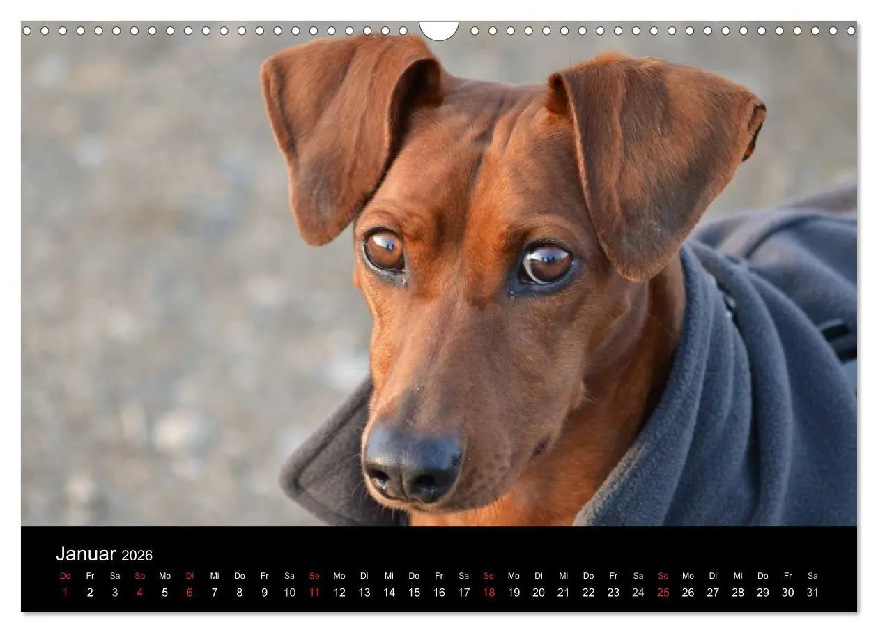 Bild: 9783516087888 | Deutscher Pinscher (Wandkalender 2026 DIN A3 quer), CALVENDO...