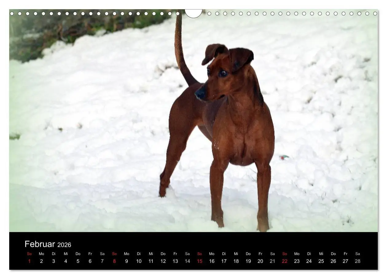 Bild: 9783516087888 | Deutscher Pinscher (Wandkalender 2026 DIN A3 quer), CALVENDO...