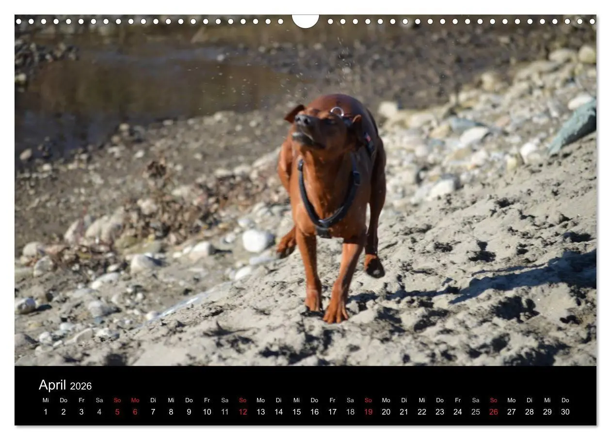 Bild: 9783516087888 | Deutscher Pinscher (Wandkalender 2026 DIN A3 quer), CALVENDO...