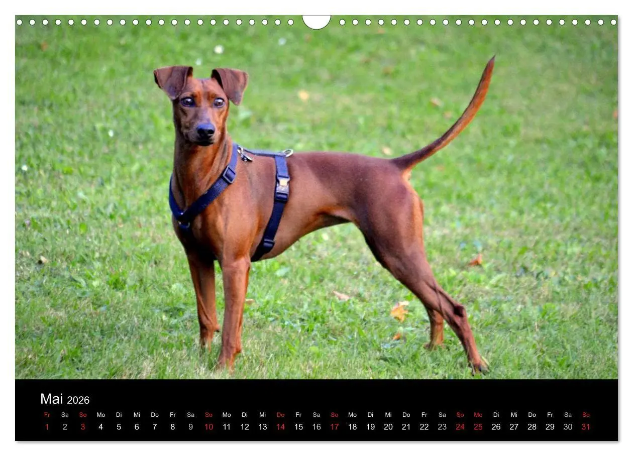 Bild: 9783516087888 | Deutscher Pinscher (Wandkalender 2026 DIN A3 quer), CALVENDO...