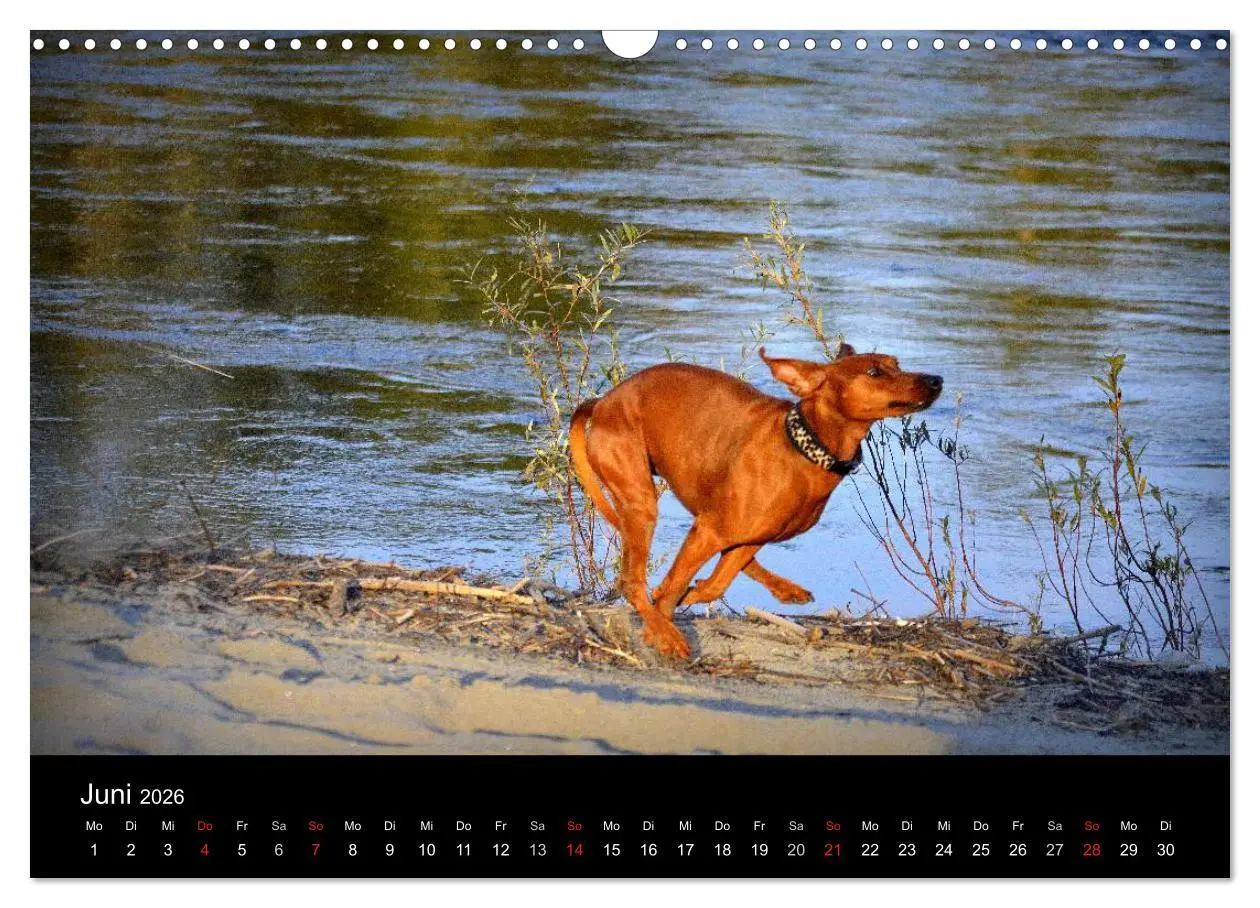 Bild: 9783516087888 | Deutscher Pinscher (Wandkalender 2026 DIN A3 quer), CALVENDO...