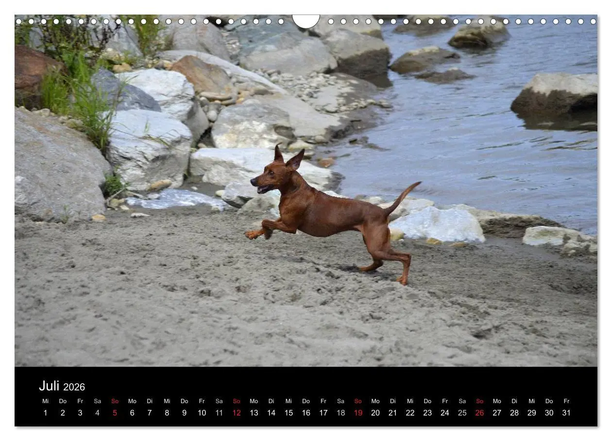 Bild: 9783516087888 | Deutscher Pinscher (Wandkalender 2026 DIN A3 quer), CALVENDO...