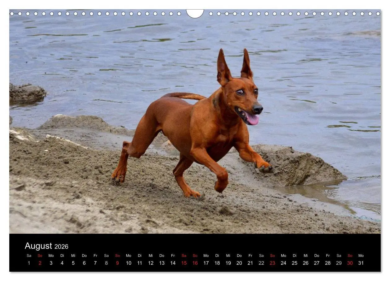 Bild: 9783516087888 | Deutscher Pinscher (Wandkalender 2026 DIN A3 quer), CALVENDO...