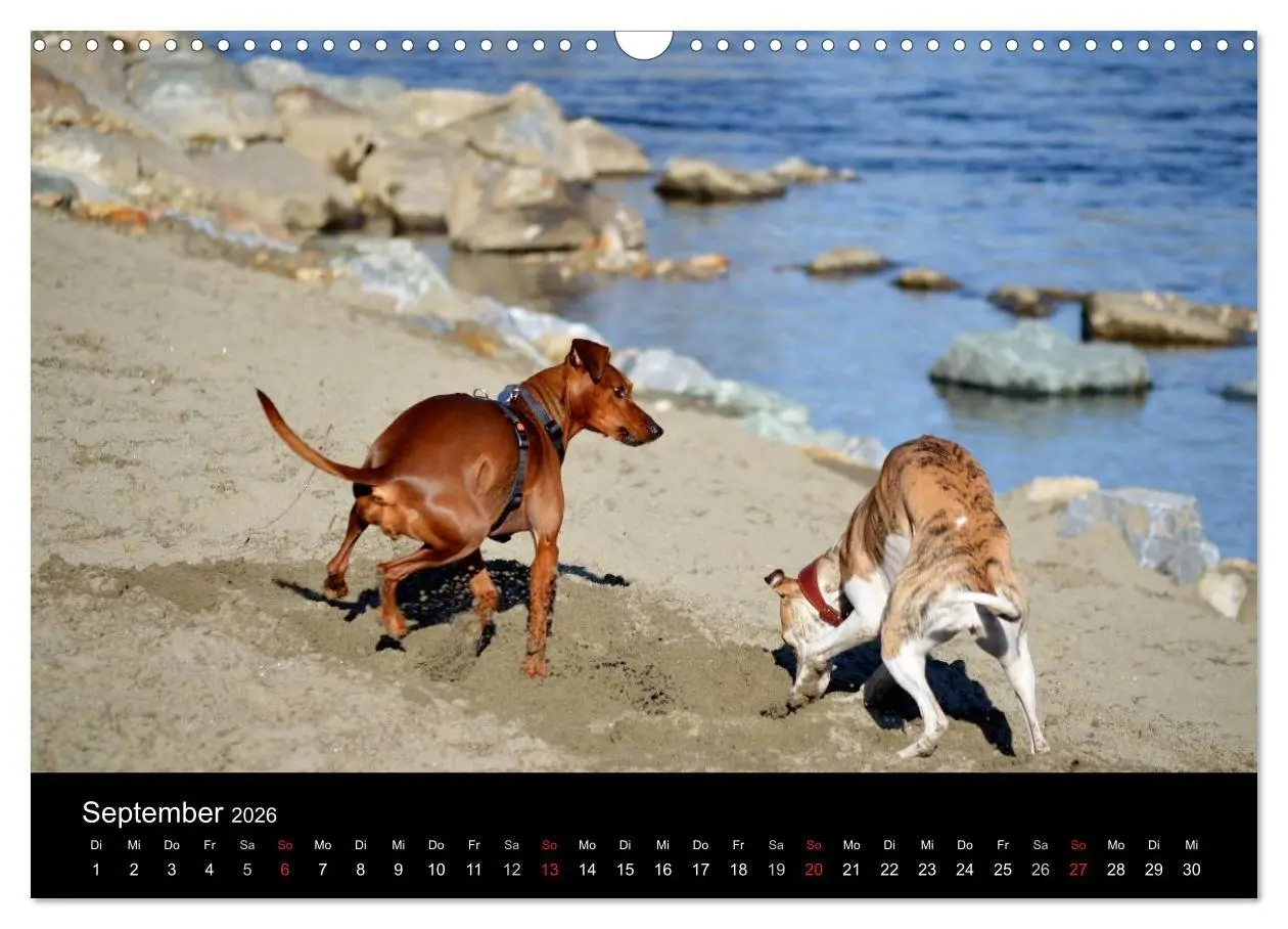 Bild: 9783516087888 | Deutscher Pinscher (Wandkalender 2026 DIN A3 quer), CALVENDO...