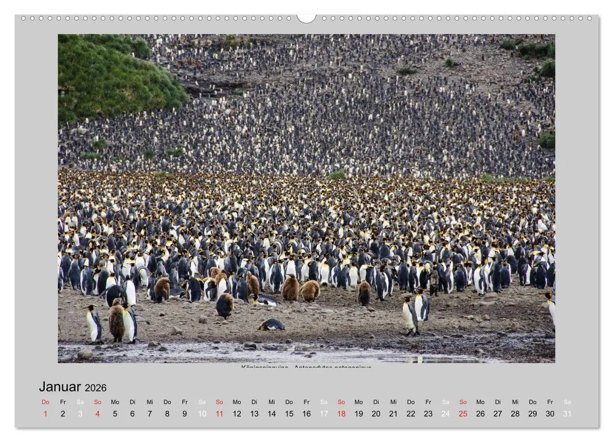 Bild: 9783516157888 | Tierleben in der Antarktis (hochwertiger Premium Wandkalender 2026...