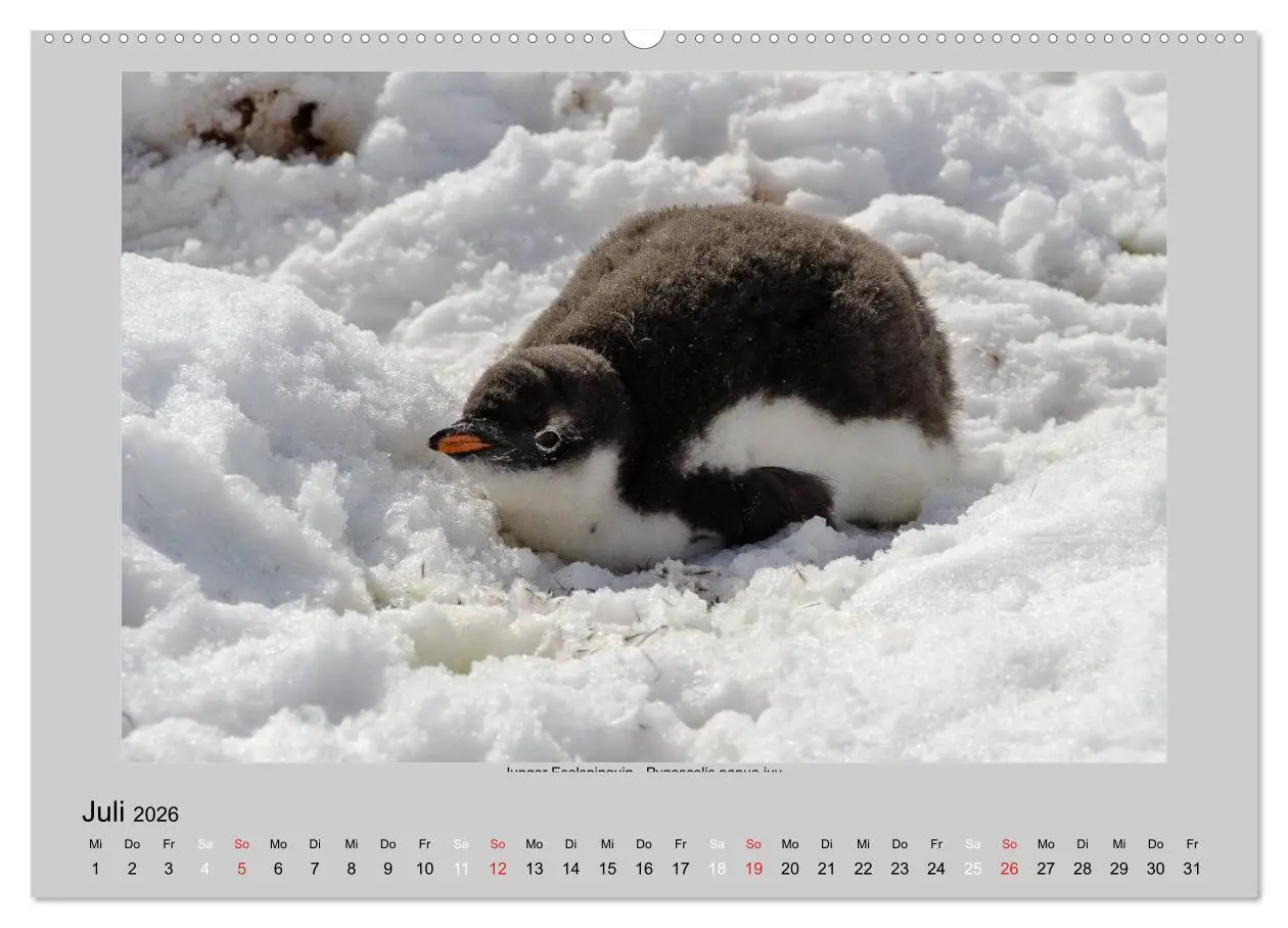 Bild: 9783516157888 | Tierleben in der Antarktis (hochwertiger Premium Wandkalender 2026...