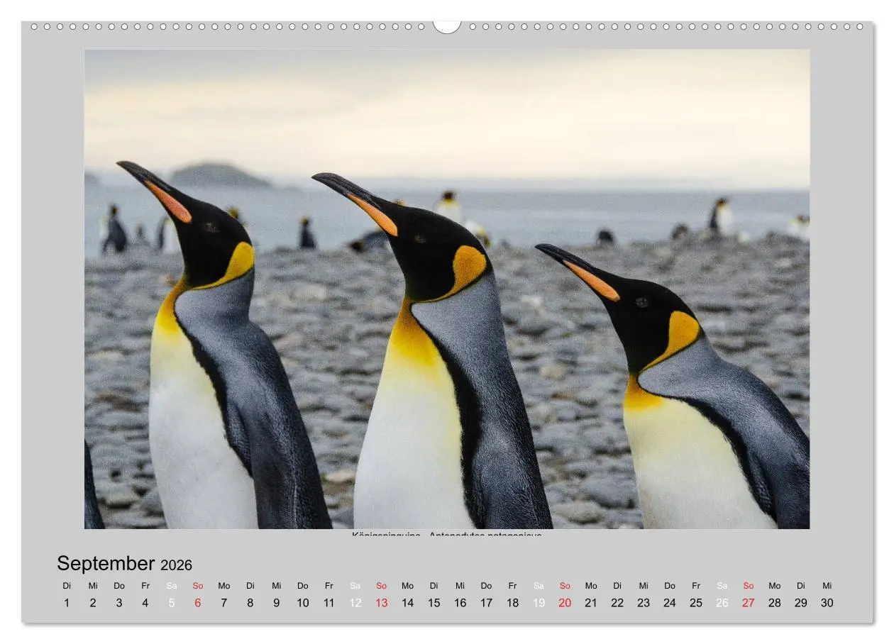 Bild: 9783516157888 | Tierleben in der Antarktis (hochwertiger Premium Wandkalender 2026...