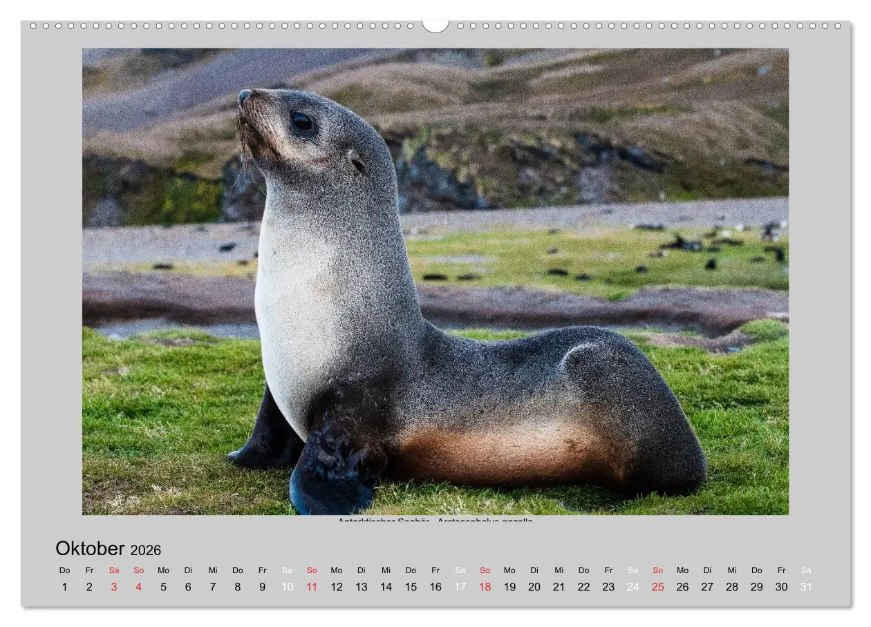 Bild: 9783516157888 | Tierleben in der Antarktis (hochwertiger Premium Wandkalender 2026...