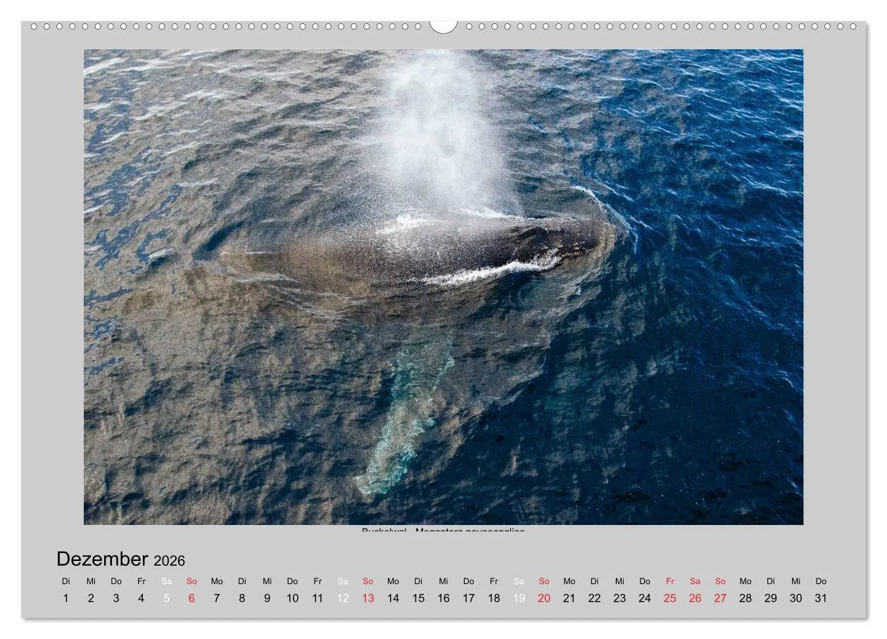 Bild: 9783516157888 | Tierleben in der Antarktis (hochwertiger Premium Wandkalender 2026...
