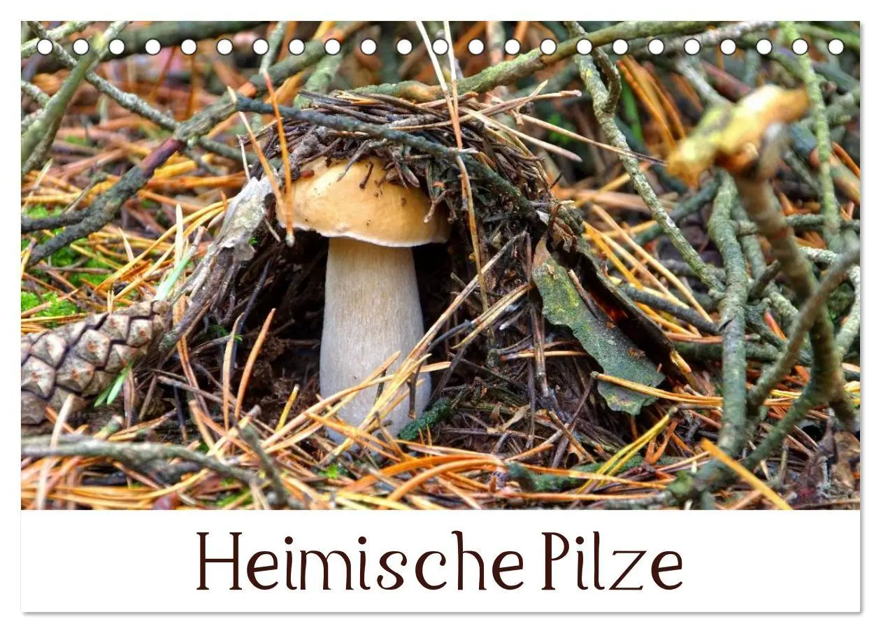 Cover: 9783516077988 | Heimische Pilze (Tischkalender 2026 DIN A5 quer), CALVENDO...