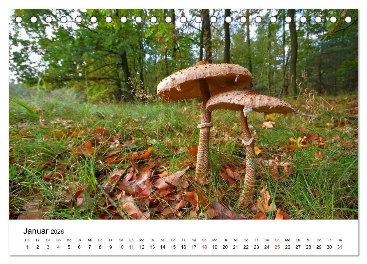 Bild: 9783516077988 | Heimische Pilze (Tischkalender 2026 DIN A5 quer), CALVENDO...