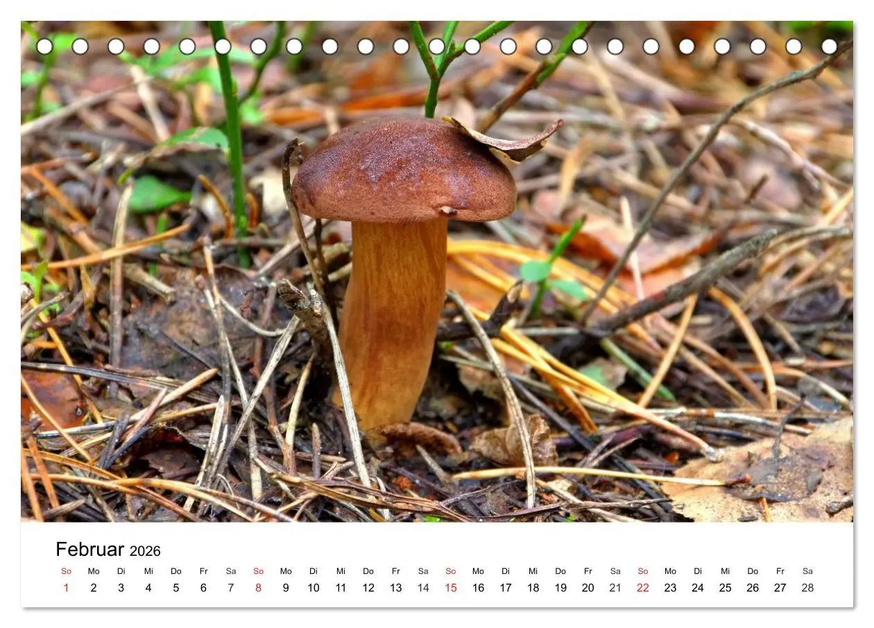Bild: 9783516077988 | Heimische Pilze (Tischkalender 2026 DIN A5 quer), CALVENDO...