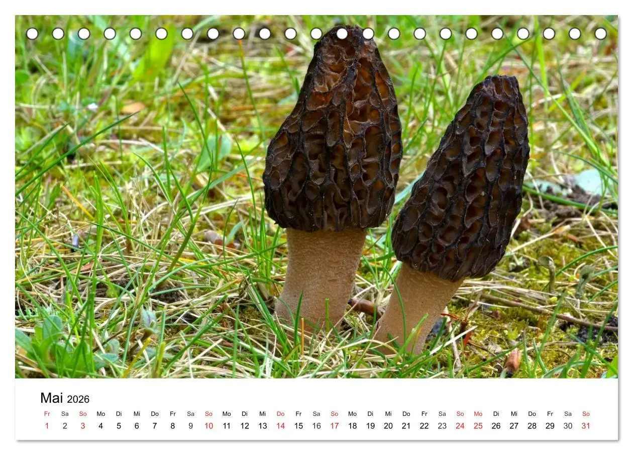 Bild: 9783516077988 | Heimische Pilze (Tischkalender 2026 DIN A5 quer), CALVENDO...