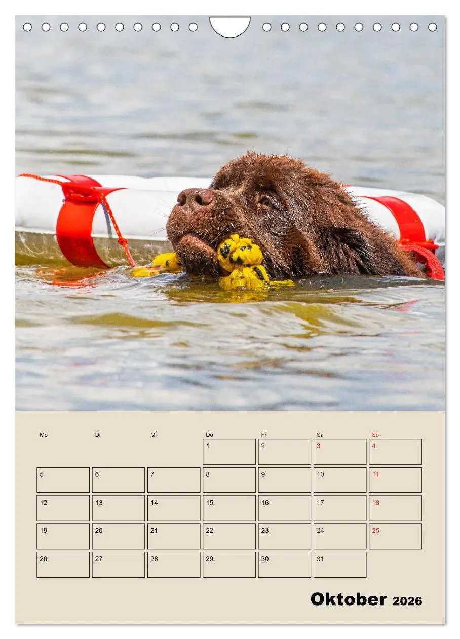 Bild: 9783516387988 | Familienplaner Neufundländer - Freund und Retter (Wandkalender 2026...