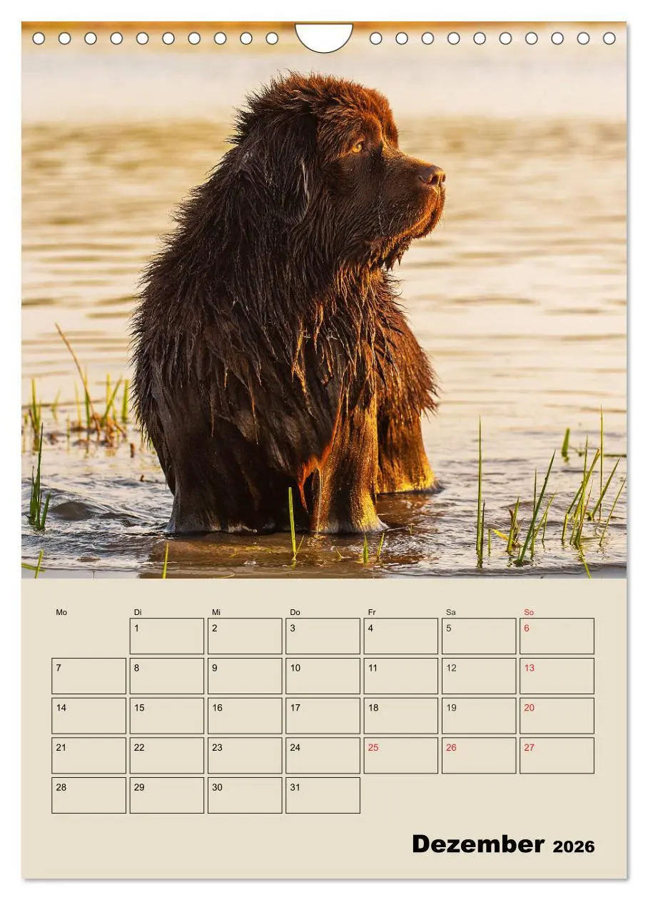 Bild: 9783516387988 | Familienplaner Neufundländer - Freund und Retter (Wandkalender 2026...