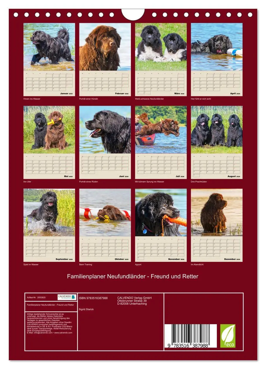 Bild: 9783516387988 | Familienplaner Neufundländer - Freund und Retter (Wandkalender 2026...