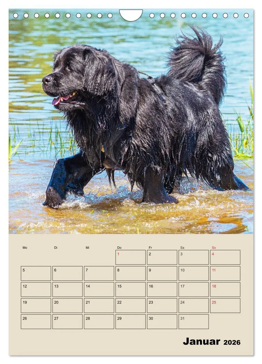 Bild: 9783516387988 | Familienplaner Neufundländer - Freund und Retter (Wandkalender 2026...