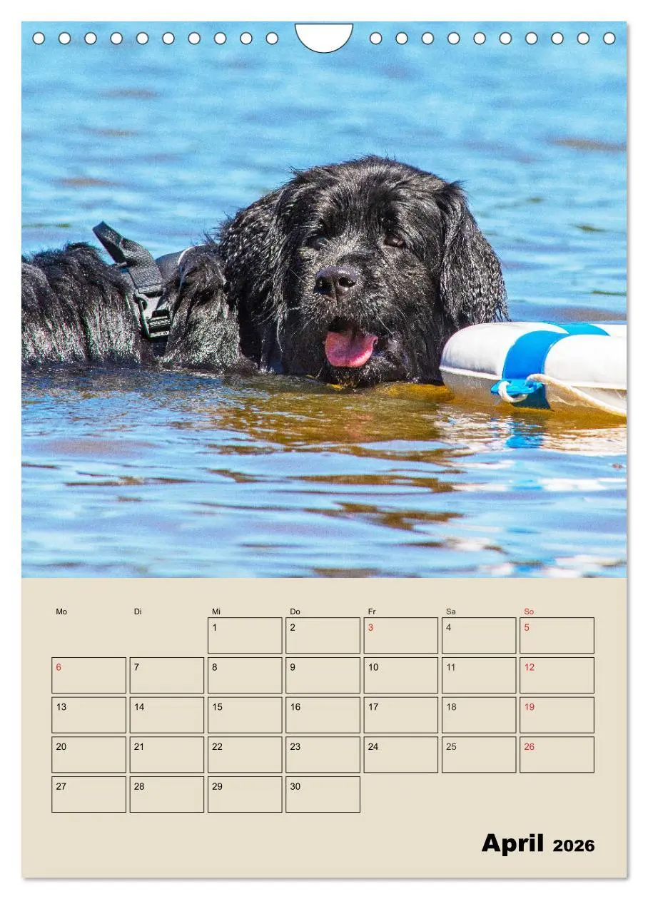 Bild: 9783516387988 | Familienplaner Neufundländer - Freund und Retter (Wandkalender 2026...