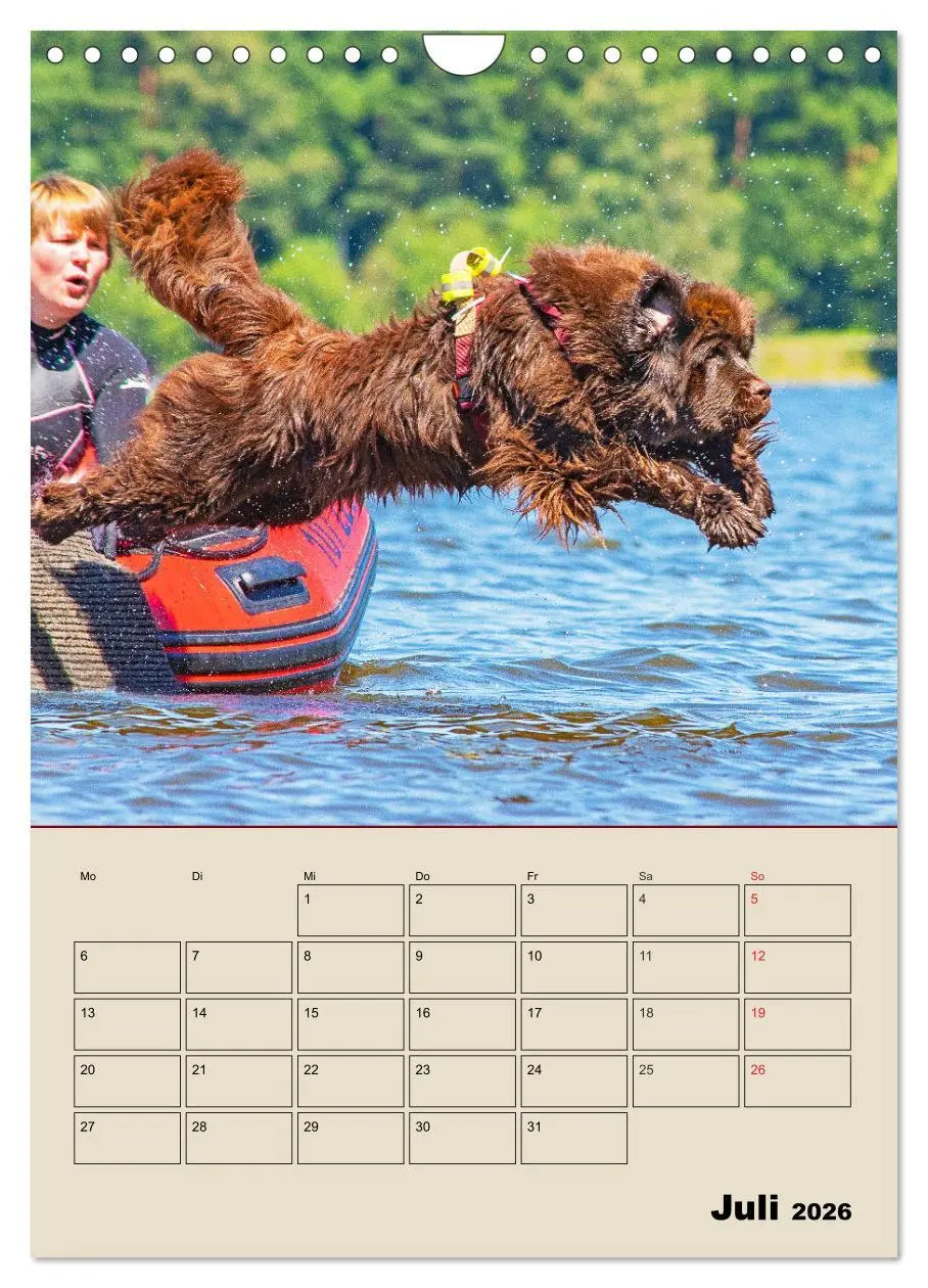 Bild: 9783516387988 | Familienplaner Neufundländer - Freund und Retter (Wandkalender 2026...