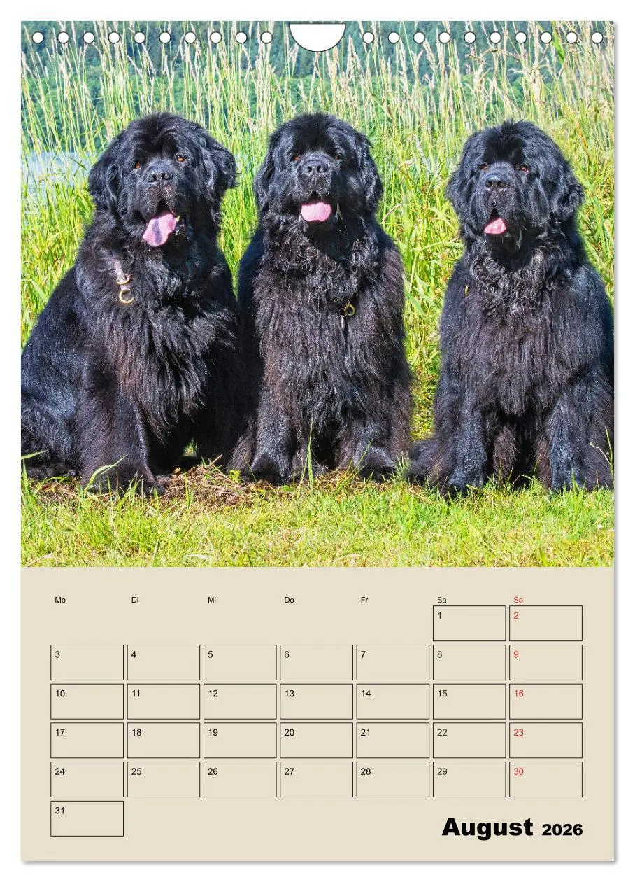 Bild: 9783516387988 | Familienplaner Neufundländer - Freund und Retter (Wandkalender 2026...