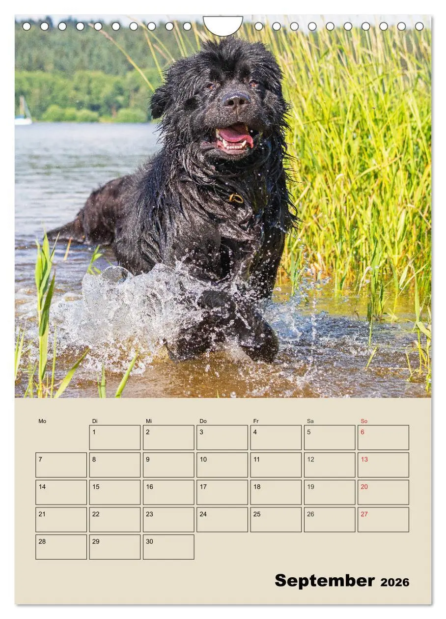 Bild: 9783516387988 | Familienplaner Neufundländer - Freund und Retter (Wandkalender 2026...