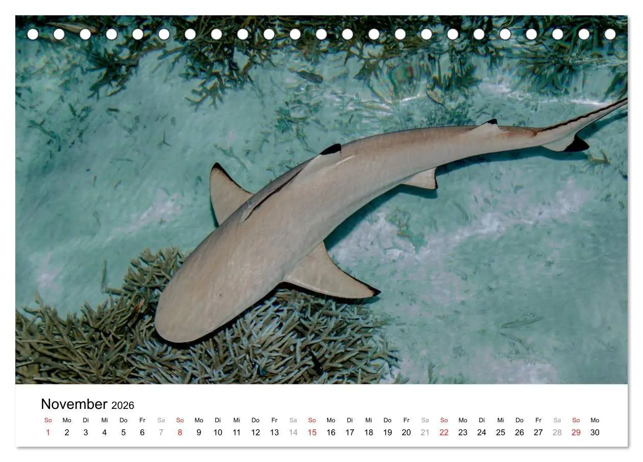 Bild: 9783516198188 | Unterwasserwelt der Malediven I (Tischkalender 2026 DIN A5 quer),...