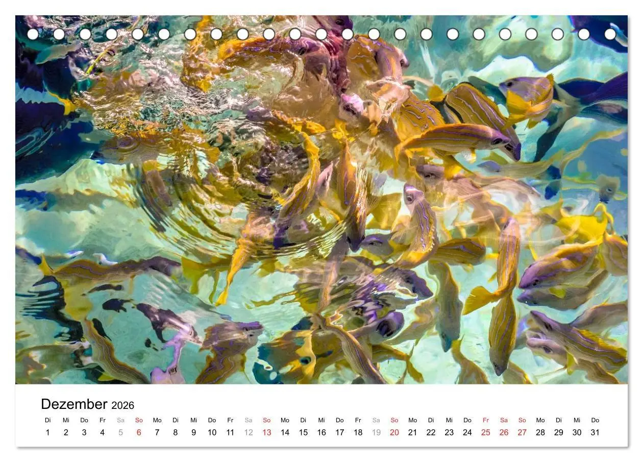 Bild: 9783516198188 | Unterwasserwelt der Malediven I (Tischkalender 2026 DIN A5 quer),...