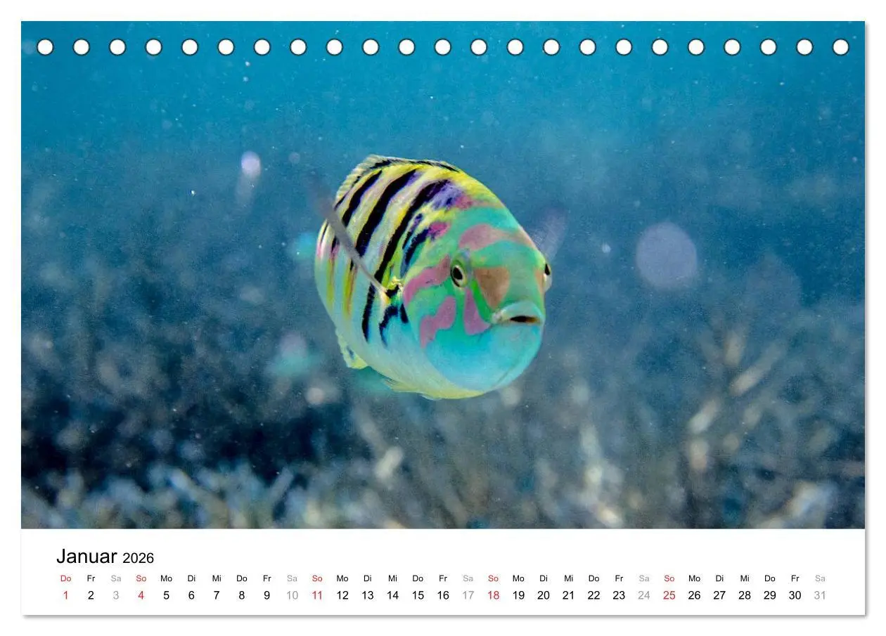 Bild: 9783516198188 | Unterwasserwelt der Malediven I (Tischkalender 2026 DIN A5 quer),...