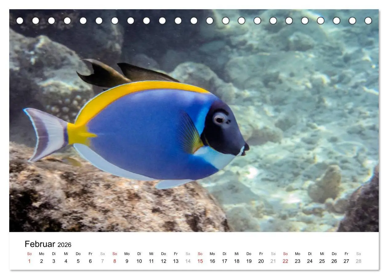 Bild: 9783516198188 | Unterwasserwelt der Malediven I (Tischkalender 2026 DIN A5 quer),...