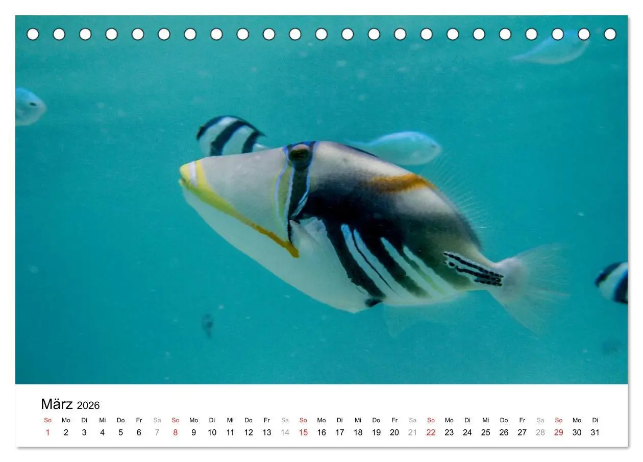 Bild: 9783516198188 | Unterwasserwelt der Malediven I (Tischkalender 2026 DIN A5 quer),...
