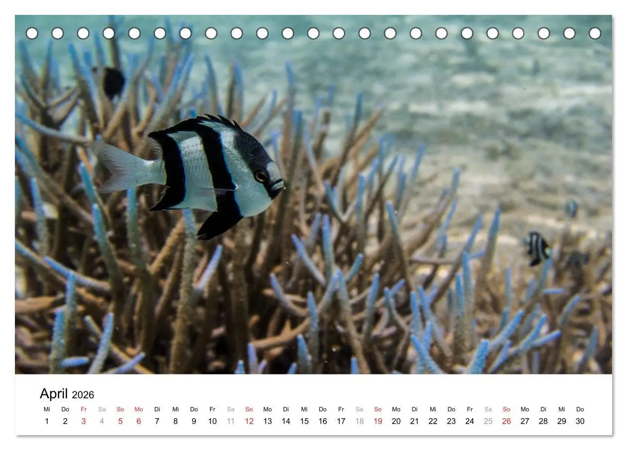 Bild: 9783516198188 | Unterwasserwelt der Malediven I (Tischkalender 2026 DIN A5 quer),...