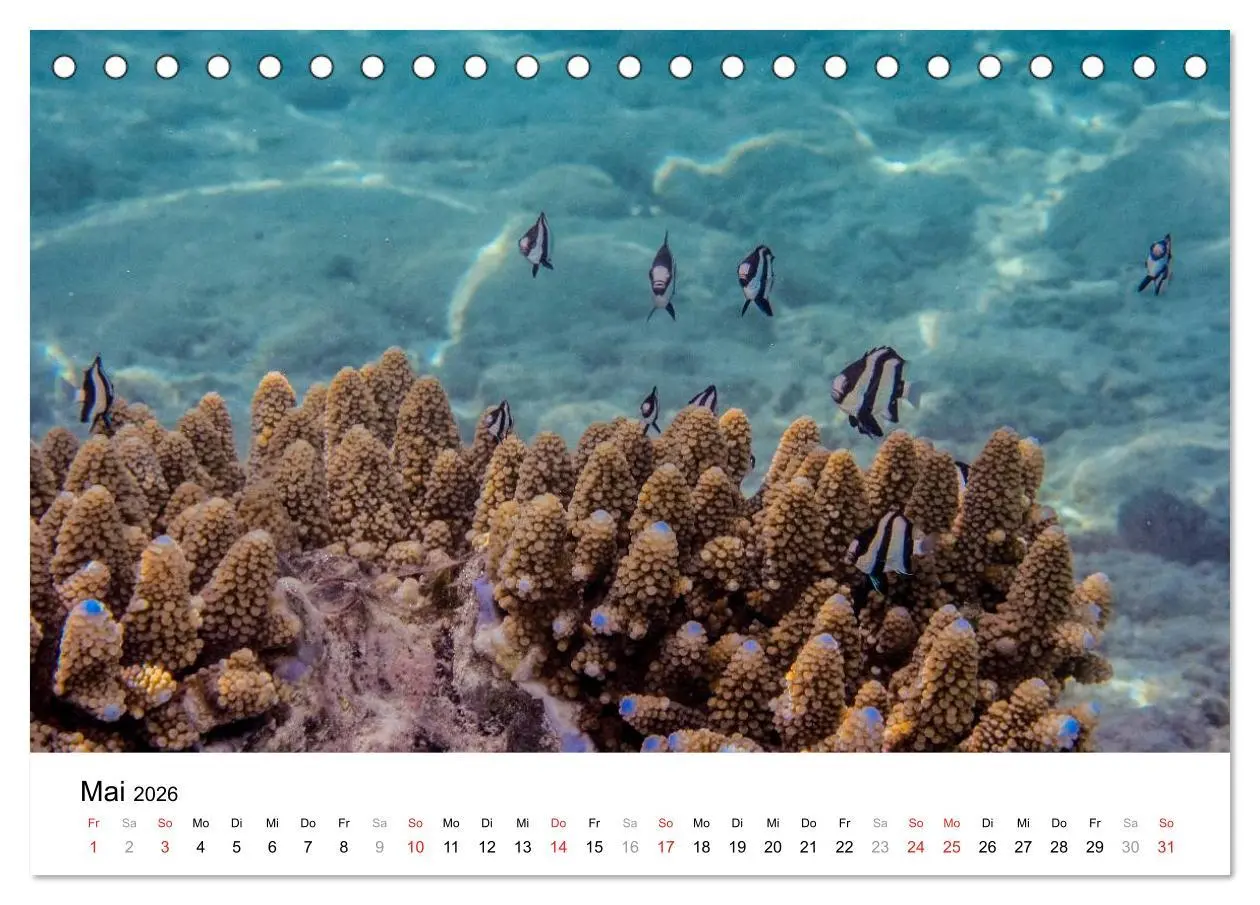 Bild: 9783516198188 | Unterwasserwelt der Malediven I (Tischkalender 2026 DIN A5 quer),...