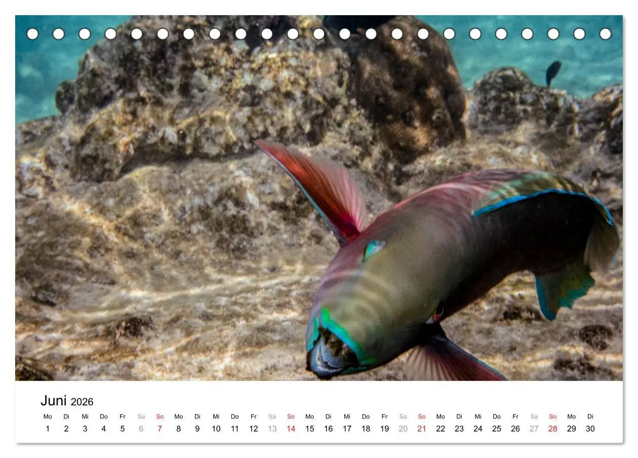 Bild: 9783516198188 | Unterwasserwelt der Malediven I (Tischkalender 2026 DIN A5 quer),...