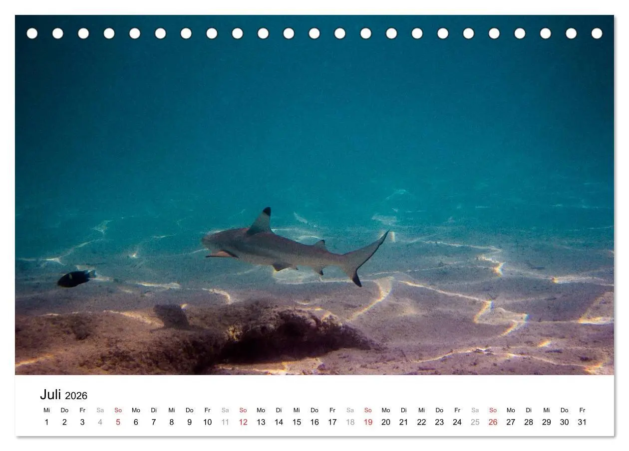 Bild: 9783516198188 | Unterwasserwelt der Malediven I (Tischkalender 2026 DIN A5 quer),...